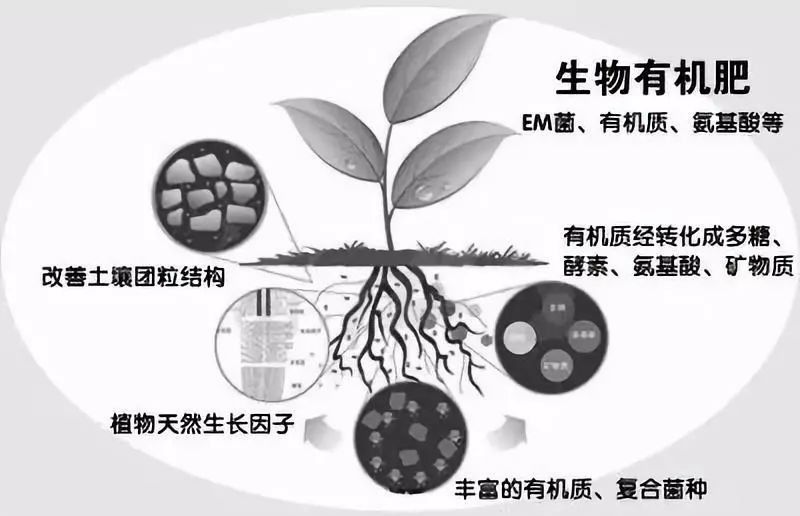 国家批准登记的微生物肥料只有这11种！